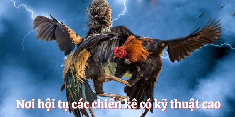 Nơi hội tụ các chiến kê có kỹ thuật cao