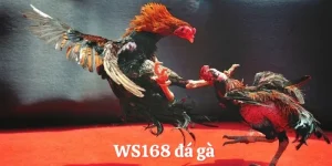 WS168 đá gà