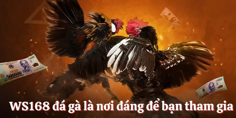 WS168 đá gà là nơi đáng để bạn tham gia